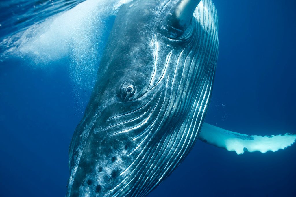 Blue whale wallpaper by MagentaPaul3435 - Download on ZEDGE™ | d073