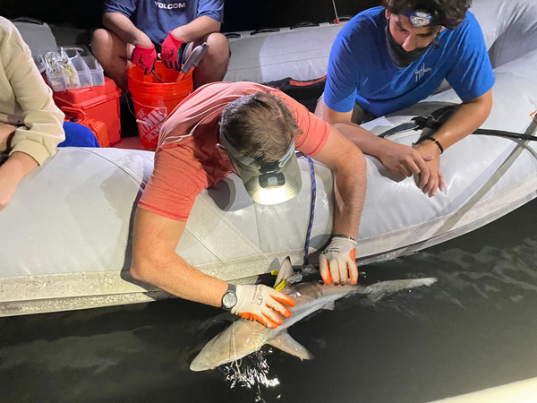 marine biologist tagging tiger shark wearing sailormade nautical rope bracelet with stainless steel brummel clips.