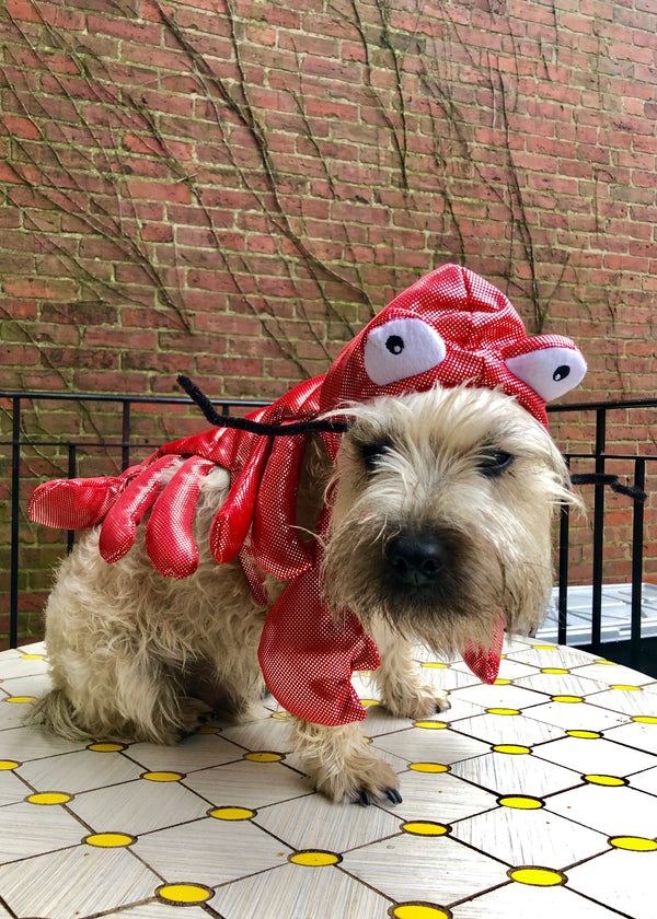riptide reggie in lobster costume